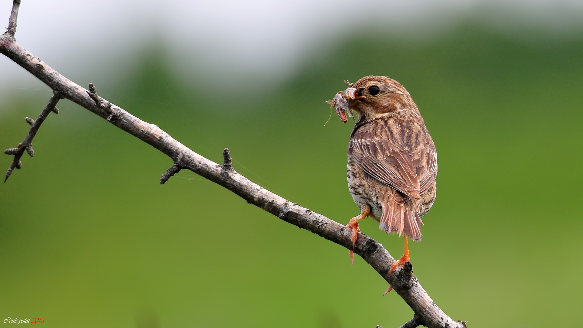 Corn Bunting
